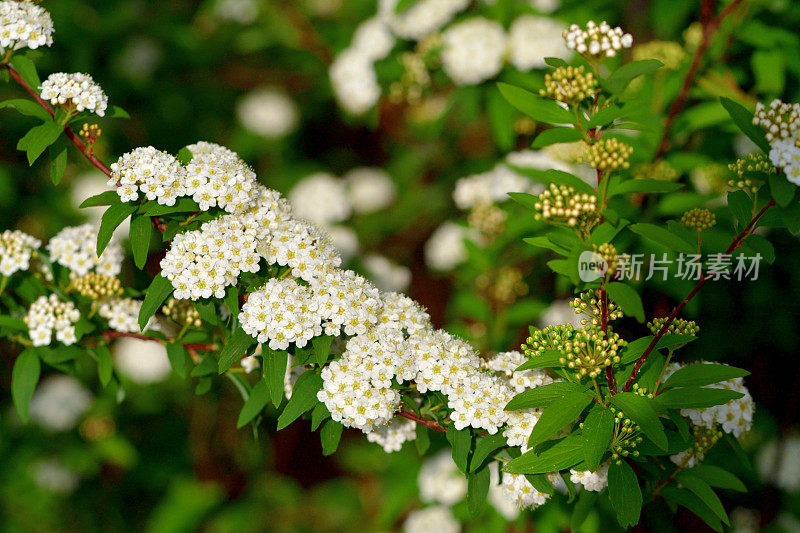 广东绣线菊/五月灌木/新娘花环绣线菊/里夫绣线菊